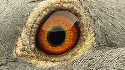 Pigeon eye