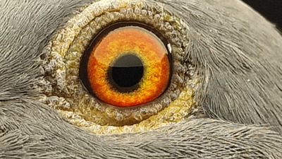Pigeon eye