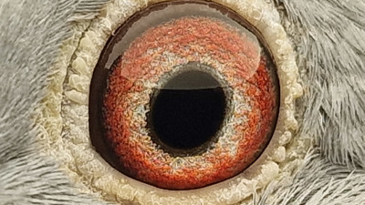 Pigeon eye