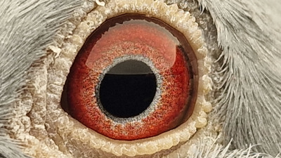 Pigeon eye