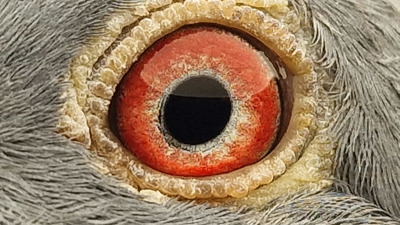 Pigeon eye