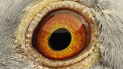 Pigeon eye