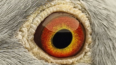 Pigeon eye