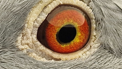 Pigeon eye