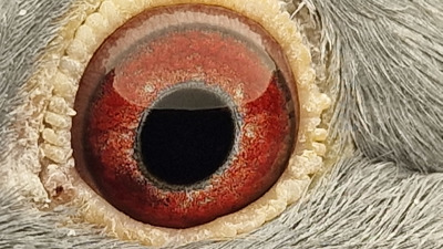 Pigeon eye