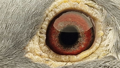 Pigeon eye