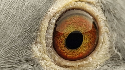 Pigeon eye