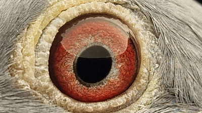 Pigeon eye