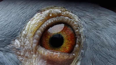 Pigeon eye