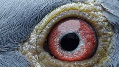 Pigeon eye