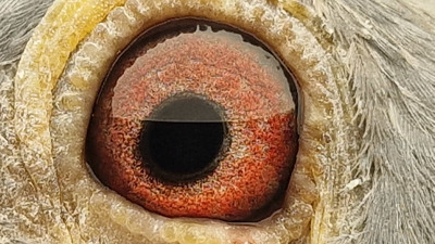 Pigeon eye