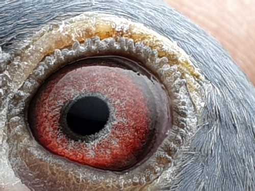 Pigeon image