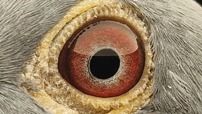 Pigeon eye