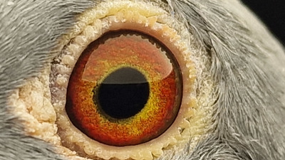 Pigeon eye
