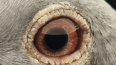 Pigeon eye
