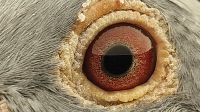 Pigeon eye