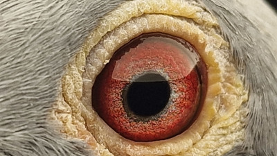 Pigeon eye