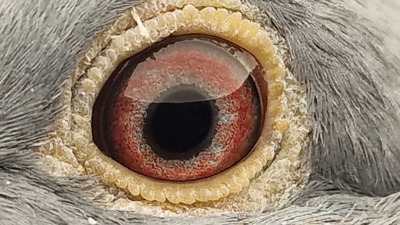 Pigeon eye