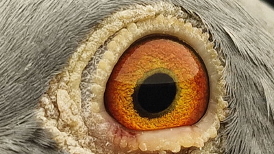 Pigeon eye