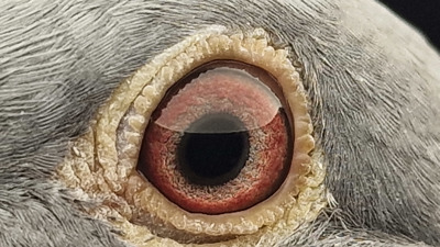 Pigeon eye