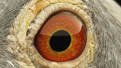 Pigeon eye