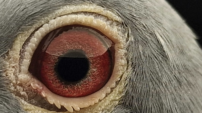 Pigeon eye