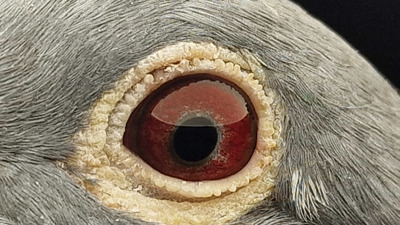 Pigeon eye