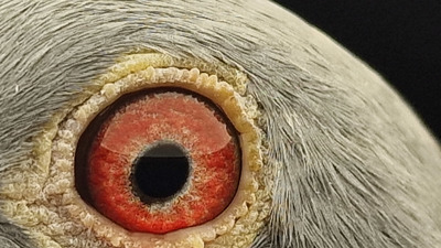 Pigeon eye