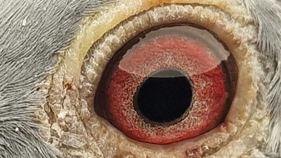 Pigeon eye