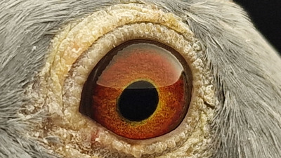 Pigeon eye