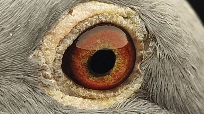 Pigeon eye