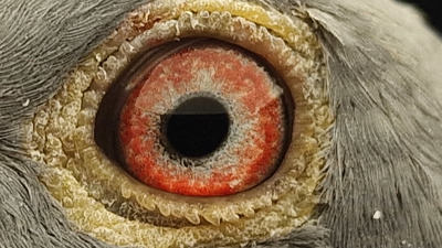 Pigeon eye