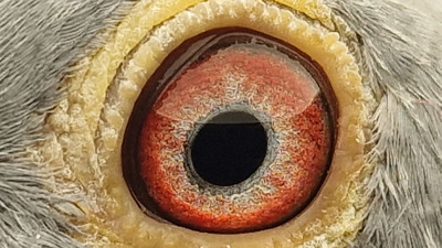 Pigeon eye