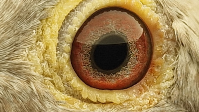 Pigeon eye