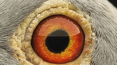 Pigeon eye