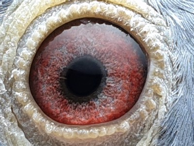 Pigeon eye