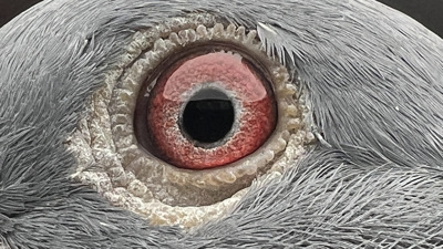 Pigeon eye