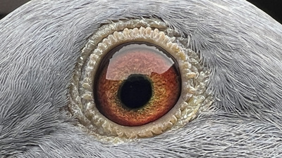 Pigeon eye