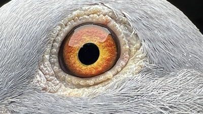 Pigeon eye