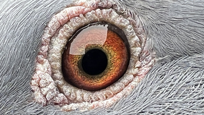 Pigeon eye