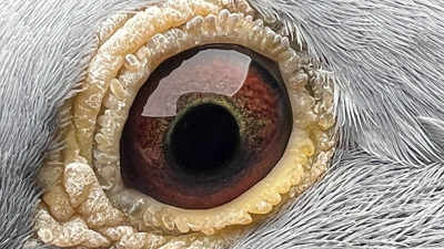 Pigeon eye