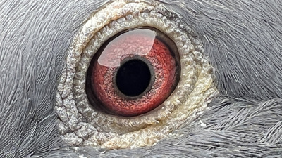 Pigeon eye