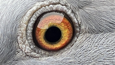 Pigeon eye