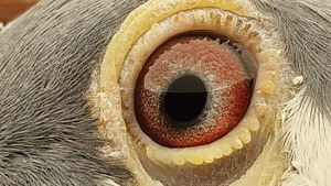Pigeon image