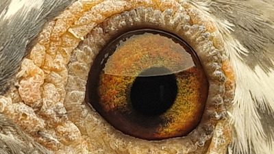 Pigeon eye