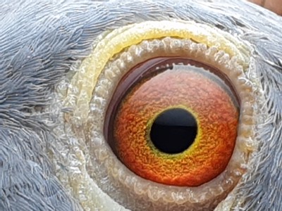 Pigeon eye