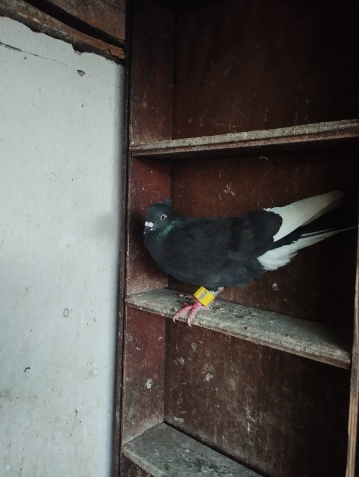 Најбољи летач-арап шпицасти СРБ 184.24.130.23 летео 13 сати и 55 минута