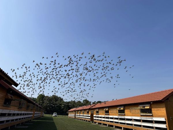 U600 - Activated Pigeons