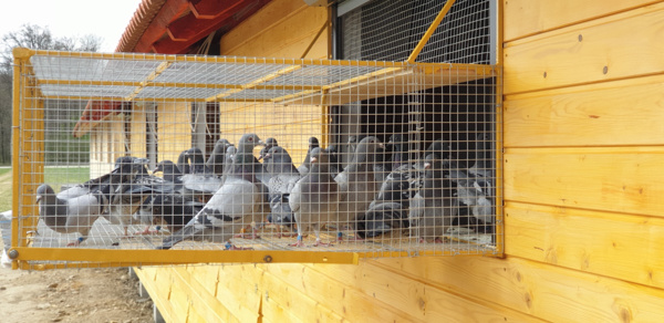 First pigeons in the loft