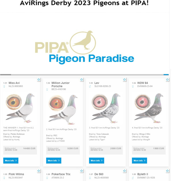 AviRings Derby 2023 Pigeons at PIPA 